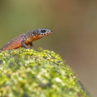 Northern spectacled lizard