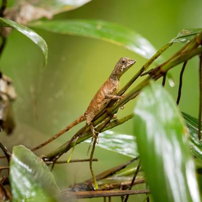 Brown-patched kangaroo lizard