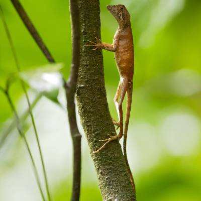 Gargoyle gecko