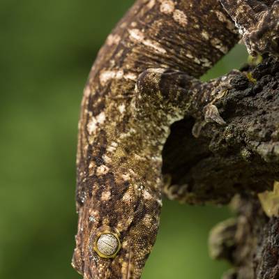 New Caledonian giant gecko