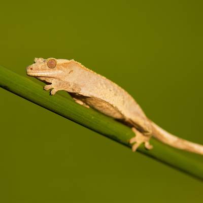 Crested gecko