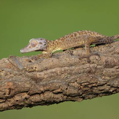 Henkel's leaf-tailed gecko