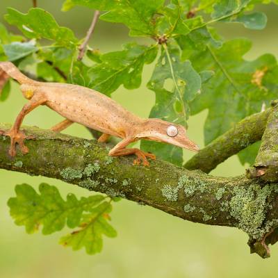 Lined flat-tail gecko