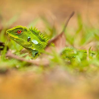 Red-eyed Dwarf-Iguana