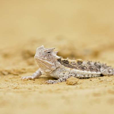 Giant horned lizard