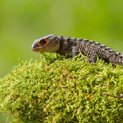 White-eyed crocodile skink