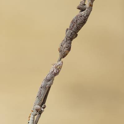 Northern spiny-tailed gecko