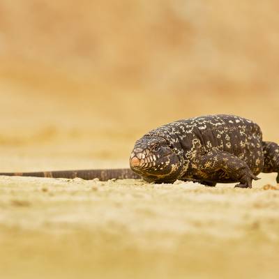 Argentine black and white tegu