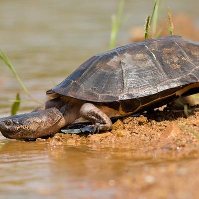 Big-headed Amazon River turtle