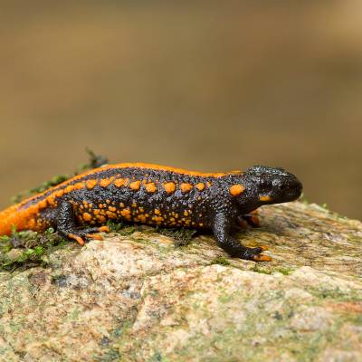 Red-tailed knobby newt