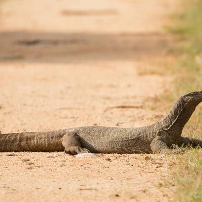 Bengal monitor