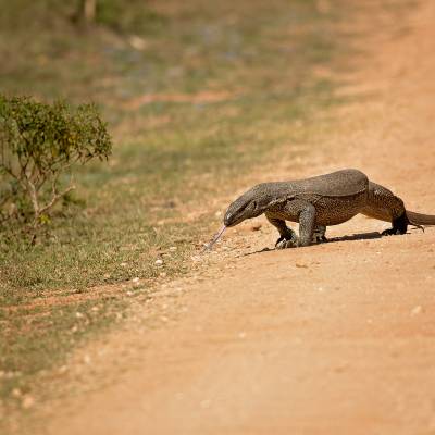 Asian water monitor