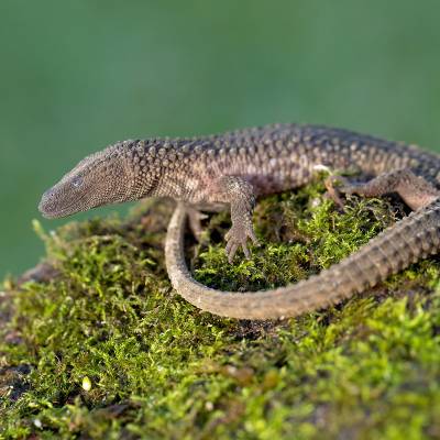 Earless monitor lizard