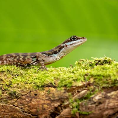 Water anole