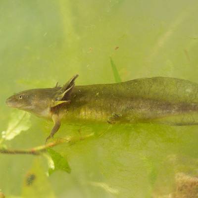 Iberian ribbed newt