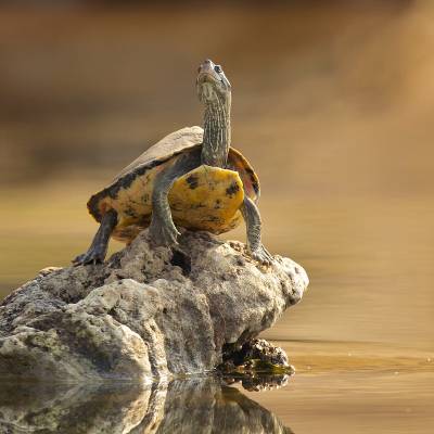 Indian tent turtle