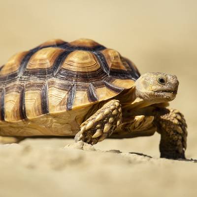 African spurred tortoise