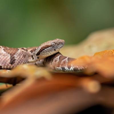 Central American jumping pitviper