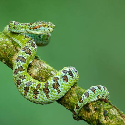 Blotched palm-pitviper