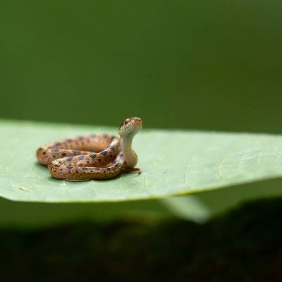 Cat-eyed snake