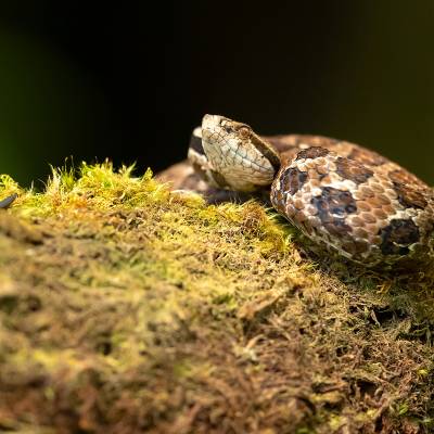 Godman's montane pit viper