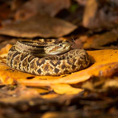 South American rattlesnake