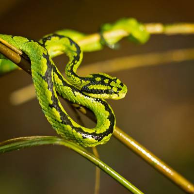 Sri Lankan pit viper