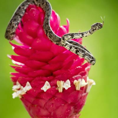 Cloudy snail-eating snake