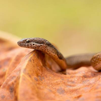 Yellowbelly snake