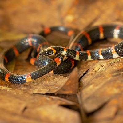 Cope's false coral snake