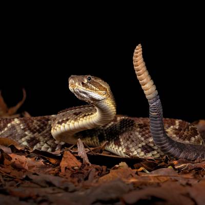 Middle American rattlesnake