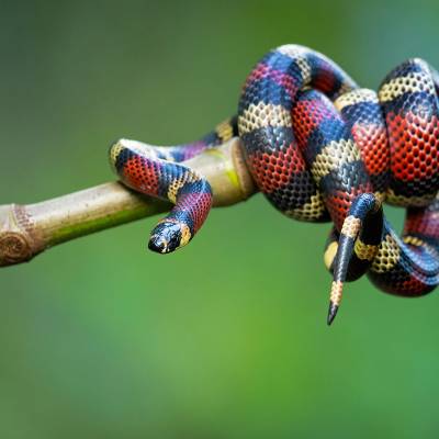 Ecuadorian milk snake