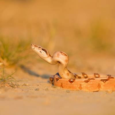 Common boa