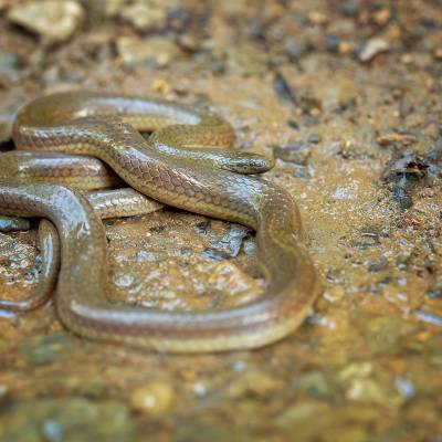 Costa Rica water snake