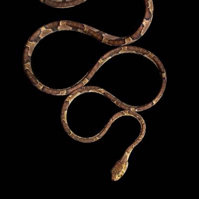 Blunthead tree snake