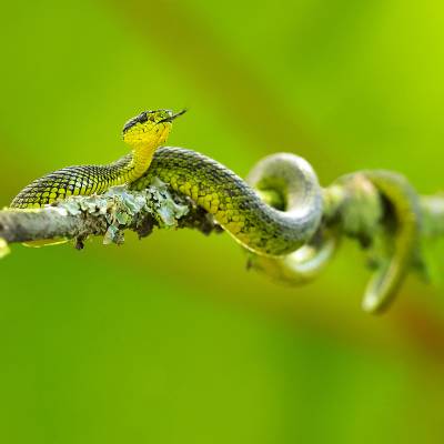 Black-speckled palm-pit viper