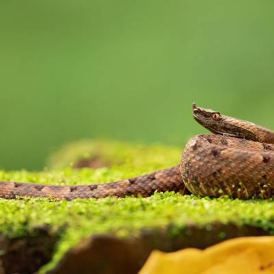 Hognosed pitviper