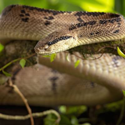 Central American bushmaster