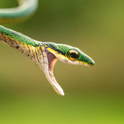 Parrot snake