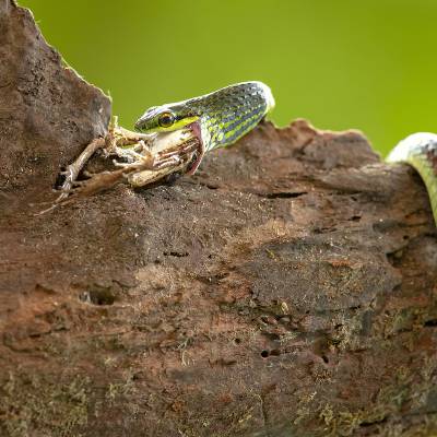 Oliver's parrot snake