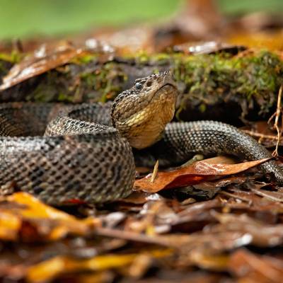 Mexican jumping pitviper