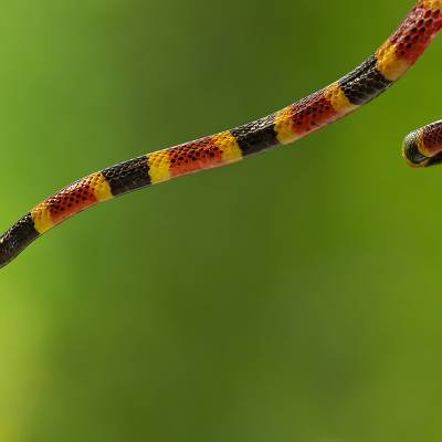 Mosquito coral snake