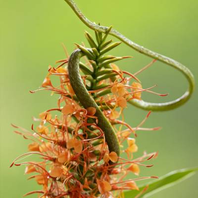 Cope's vine snake