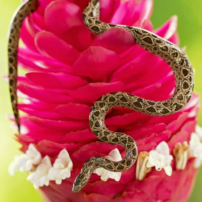 Panamanian dwarf boa