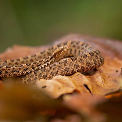 Slender hognosed pitviper