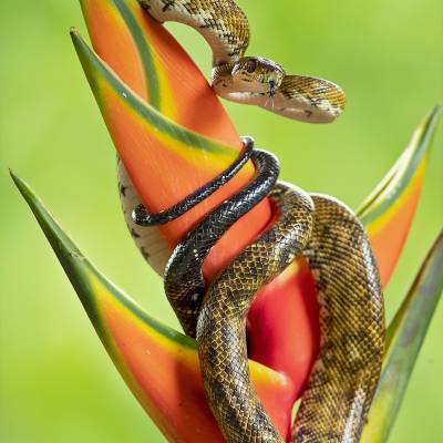 Central American tree boa