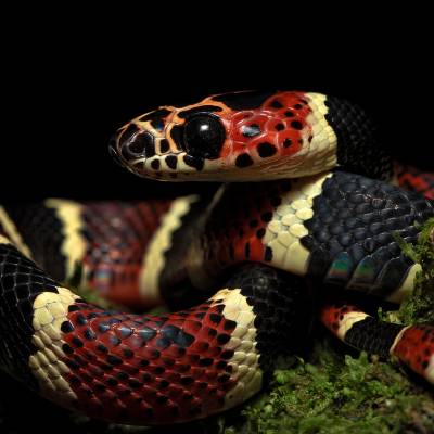 Coral mimic snake