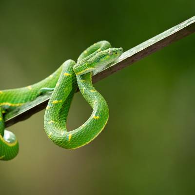 Side-striped palm pitviper