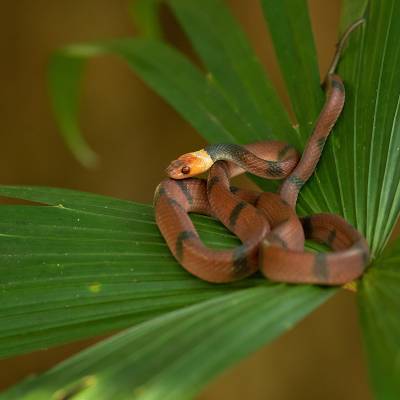 Tropical flat snake