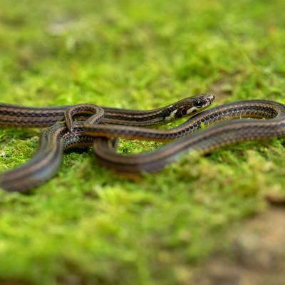 Barbour's tropical ground snake